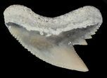 Fossil Tiger Shark Tooth - Lee Creek (Aurora), NC #47654-1